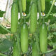 New varieties of fruit cucumbers are on the market for raw consumption, new varieties of fruit seeds and vegetable seeds for balcony planting, new varieties of crisp and sweet fruit cucumber seeds, 250 capsules, 5 packs