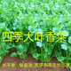 Four-season large-leaf coriander seeds, balcony potted coriander, four-season easy-to-grow vegetable seeds in farm fields, four-season large-leaf coriander seeds packed randomly & four-season fast-growing coriander seeds 1 pack, about 900 seeds, free fertilizer