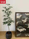 Süße Sämlinge sind alle Arten von Entenfüßen, gut für den Anbau von Blumen, Blättern, große Blätter, Regenschirme, Wohnzimmer im Innenraum grüner Pflanzen, häusliche Topfpflanzen absorbieren Formaldehyd Nr. 2677 Die Höhe beträgt etwa 1,2 Meter ohne Töpfe
