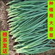 The base directly collects Shandong fresh green onion seedlings and hard-core seedlings. Planting is simple. Package of 100 green onion seedlings.