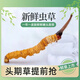 2025年头期鲜草新鲜冬虫夏草正品鲜虫草天然鲜虫草营养滋补送礼 西藏鲜草0.8-0.9克/条 20条送1条 冬虫夏草  顺丰发货
