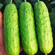 New varieties of fruit cucumbers are on the market for raw consumption, new varieties of fruit seeds and vegetable seeds for balcony planting, new varieties of crisp and sweet fruit cucumber seeds, 250 capsules, 5 packs