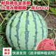 Qizhe 8424 Kirin watermelon seeds, seedless, high-yield rock sugar lazy watermelon seeds, southern four-season vegetable and fruit seeds, rock sugar Kirin watermelon seeds 100 capsules/2 packs + fertilizer