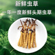 
Luzhangtang 2025 Fresh Cordyceps sinensis Cordyceps SF Express Cold Chain Origin Selected Fresh Grass Selected for Tibet Fresh Cordyceps 1.2-1.4 grams each. 50 pieces