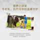 Tongcheng Beijian Beef Colostrum 60 sacs, enfants et adolescents colostrum améliore l'immunité, contient des immunoglobulines