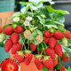 [1421 people collect] (can eat strawberries in 20 days) Potted strawberry seedlings of red beauty, four seasons, strawberry seedlings in the south and north (Red beauty, strawberry bare root) Fruit sweet, with flowers and fruits, strong seedlings [12] Fruits full of pots
