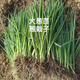 The base directly collects Shandong fresh green onion seedlings and hard-core seedlings. Planting is simple. Package of 100 green onion seedlings.