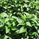 Large-leaf three-pronged high-yielding water spinach seeds in field farmyards, four-season green cabbage seeds, vegetable seeds, larvae seeds, A water spinach seeds 1 pack