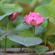 微型碗莲种藕苗水培植物莲花小荷花苗根茎藕鞭苗庭院花卉盆栽裸藕 小三色【小型】 8-15CM