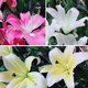 Perfume lilies multi-headed flower bouquets wholesale Yunnan Kunming base freshly picked straight hair water to grow real flowers 10 pink perfume lilies Free flower preservative when placing an order