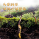 2025年新鲜冬虫夏草正宗头期鲜虫草1.2克/根正品鲜草送礼品补品 1.2克以上/根【冷冻保存】 50根送6根新鲜虫草再送礼盒