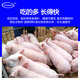 Zhengzhou Kangdi 8% piglet premix highly nutritious self-ingredient piglet feed with pulled skeleton and shiny fur 1 bag sent directly from the manufacturer (express delivery)