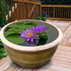 Water lily seedlings, lotus potted plants, medium and large bowl lotus lotus seeds, lotus root hydroponics, aquatic pond pots, lotus leaf seeds, large water lily root pieces 3 pieces - mixed color