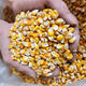 Chicken feed, corn crushing, corn stubble, corn slag, chicken feeding, chicken fishing, nesting, duck and goose grain, whole grains, unbroken corn kernels, 50Jin, Jin is equal to 0.5 kilograms