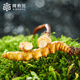 Ayishe fresh first large-sized fresh broken cordyceps 100 grams fresh cordyceps sinensis origin straight from the source