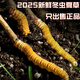 
Fresh Cordyceps sinensis 2025 Selected Alpine Fresh Cordyceps SF Express Cold Chain Direct Hair 1.2-1.4 grams/100 roots Tibet fresh grass 0.5-0.6 grams each 10 pieces of tasting