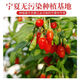Eryabei bevorzugte authentische erstklassige Wolfberry Ningxia Special neues Produkt Wolfberry Nicht-Sulfur Red getrocknetes Wolfberry Eat eingeweicht in Wasser und Wein Ningxia Wolfberry 5 Gramm-kleine Menge empfohlen für große Gläser kostengünstiger