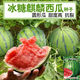 Qizhe 8424 Kirin few seed watermelon seeds, seedless, extra large, high yield, giant sweet king, southern four seasons vegetable and fruit seeds, Kirin Prince watermelon selection 50 capsules/1 pack + chemical fertilizer