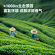 JD.com 2025 New Tea Mingqian Maojian Green Tea Tea Spring Tea Sprouts in bulk Drink OCC250g Gift Bag
