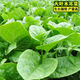 
Big leaf fungus seeds planted in all seasons, fast-growing tofu seeds seeds in spring, summer and autumn balcony potted pastoral vegetable seeds [New this year] Big leaf fungus seeds, limited purchase of 5 packs of about 675 capsules