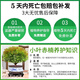 Jingyouyu golden nanmu small-leaf red phoebe bonsai old pile potted seedlings flower office desktop small green plants good for all seasons small-leaf red phoebe + shede ceramic round pot + square base + moss + fertilizer, tray not included