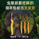 Genuine 2025 fresh Cordyceps sinensis stubble Cordyceps sinensis 0.8g/root of fresh Cordyceps sinensis SF Express cold chain shipment Tibet fresh grass 1.4-1.6g each of 20 pieces of 1 free