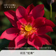 Miniature bowl lotus seedlings, lotus seedlings, hydroponic plants, lotus small lotus seedlings, rhizomes, lotus whip seedlings, garden flowers, potted plants, bare lotus roots, red silk [Medium size] 8-15CM