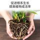 Manlife 16L Bird of Paradise nutritional soil for growing flowers and vegetables, special soil for growing peat soil, organic soil for planting soil, coconut bran green plants