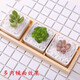 Runhuanian succulent paving stone small colored stone flower pot green plant white stone colorful stone potted flower growing stone decoration 4g small colored stone + 4g large colored stone