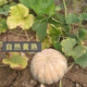 Specially Sweet Pumpkin Seed Flavor Sweet Pumpkin Vegetable Seed Lazy Mopan Large Pumpkin Seed Mopan Large Pumpkin Seed This year’s new species ST2998 New species, 1 pack of about 22 seeds, germination is super good