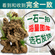 High-quality water-absorbing stone bonsai fish pond rockery micro-landscape decoration natural rockery stone landscaping raw stone high-quality 80-89cm water-absorbing stone without basin