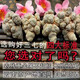 Peking Tongrentang Pangdonglai Qualität Yunnan Wenshan Chun Sanqi Selektion 37 Leiter Spezialauthentischer Tian Qichun Seven Pharmacy (20 Heads 500G) Hut Lion Head Selektion