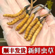 
Fresh Cordyceps sinensis 2025 Selected Alpine Fresh Cordyceps SF Express Cold Chain Direct Hair 1.2-1.4 grams/100 roots Tibet fresh grass 0.5-0.6 grams each 10 pieces of tasting