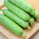 New varieties of fruit cucumbers are on the market for raw consumption, new varieties of fruit seeds and vegetable seeds for balcony planting, new varieties of crisp and sweet fruit cucumber seeds, 250 capsules, 5 packs