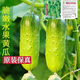 New varieties of fruit cucumbers are on the market for raw consumption, new varieties of fruit seeds and vegetable seeds for balcony planting, new varieties of crisp and sweet fruit cucumber seeds, 250 capsules, 5 packs