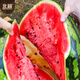 Northern Vegetables, Large Watermelon Seeds, Seedlings, Northern and Southern Seasons Potted Seeds, Lazy Man Sweet King Watermelon Seeds, About 20