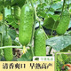 Cucumber seedlings, Dutch fruit cucumber seedlings, cucumber seedlings, high-yielding dense cucumbers, four-season balcony potted vegetable seedlings, 6 fruit cucumber seedlings