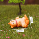 Gelun cartoon simulated puppy ornaments Corgi Teddy Shiba Inu doll micro landscape desktop decompression healing cute decoration Shiba Inu puppy 5