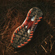 阿迪达斯（adidas）高尔夫球鞋男鞋25全新AdiZero ZG舒适轻量稳定支撑BOA旋转按钮鞋 IH9896 白/亮红/黑色 44 =9.5码