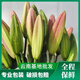 Perfume lilies multi-headed flower bouquets wholesale Yunnan Kunming base freshly picked straight hair water to grow real flowers 10 pink perfume lilies Free flower preservative when placing an order