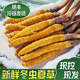 
Fresh Cordyceps sinensis 2025 Selected Alpine Fresh Cordyceps SF Express Cold Chain Direct Hair 1.2-1.4 grams/100 roots Tibet fresh grass 0.5-0.6 grams each 10 pieces of tasting