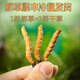 
Fresh Cordyceps sinensis 2025 Selected Alpine Fresh Cordyceps SF Express Cold Chain Direct Hair 1.2-1.4 grams/100 roots Tibet fresh grass 0.5-0.6 grams each 10 pieces of tasting
