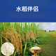 New species Tianxiangyou 2115 Zhuangxiangyou 1205 hybrid high-yield rice seed strong aroma type first-grade rice long-grain fragrant rice New date New species Tianxiangyou 2115 original x1 bag Total 1Jin Jin equals 0.5kg