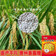 Guizhou glutinous rice seeds long-grain fragrant glutinous rice seeds paddy field seeds Huinuo 330 pearl glutinous rice seeds early and late rice seeds regular Taihe fragrant glutinous rice seeds a pack (round glutinous rice 200 grams)