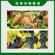Zhaojiaguo Xinruifeng Zhaojiaguo 0.1% Chlorfenuron Kiwi Grape Flower and Fruit Growth Regulator 1000ml 10ml