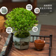 Jingyouyu golden nanmu small-leaf red phoebe bonsai old pile potted seedlings flower office desktop small green plants good for all seasons small-leaf red phoebe + shede ceramic round pot + square base + moss + fertilizer, tray not included