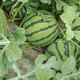 Beishu Jingxin watermelon seeds seedlings big red flesh thin skin super crispy sweet potted melon seeds Jingxin watermelon seeds about 50 pieces
