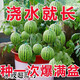 Qili super sweet honey small watermelon seeds ruby small watermelon thin skin seedless four seasons courtyard balcony potted fruit seeds apple watermelon original 20 capsules / 10 bags