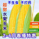 Sweet and crispy fruit corn big sticks, early maturing, fragrant and super sweet corn, eaten raw in the field for all seasons, high quality fruit corn seeds, newly planted in the season - 5 packs, about 256 seeds