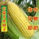 Sweet and crispy fruit corn big sticks, early maturing, fragrant and super sweet corn, eaten raw in the field for all seasons, high quality fruit corn seeds, newly planted in the season - 5 packs, about 256 seeds